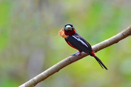 黑色和红色魣鳕鸟