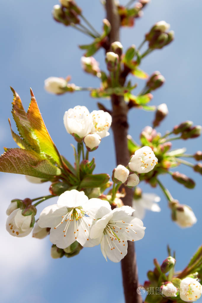 白花棵开花的树软焦点春天开花背景