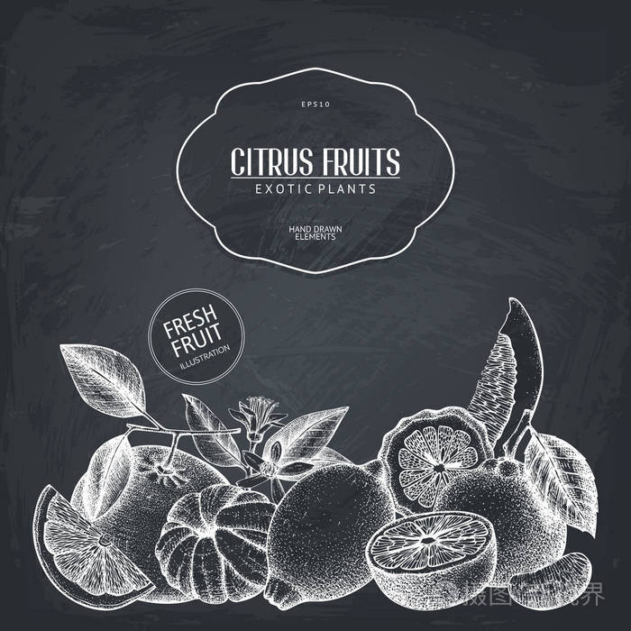 墨水手绘制的设计用黑板上的柑橘类水果