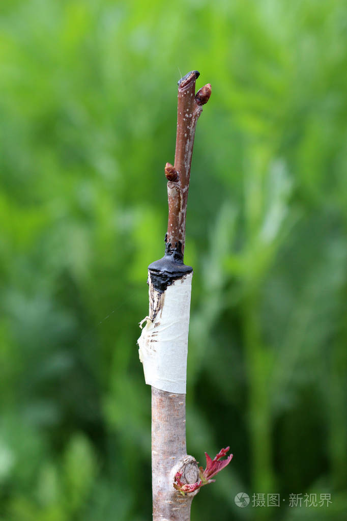 在果园里嫁接的果树