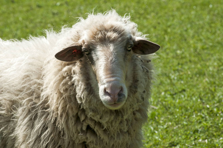 毛茸茸羊特写照片