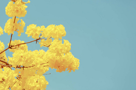 黄重蚁鲜花盛开