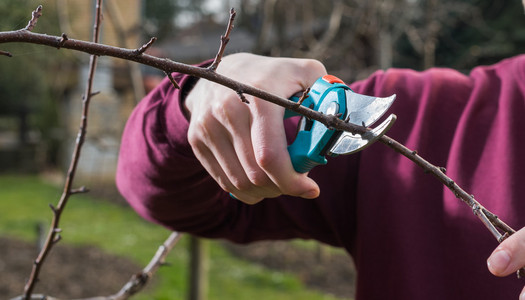 修剪的树木图片-修剪的树木素材-修剪的树木插画-摄图新视界