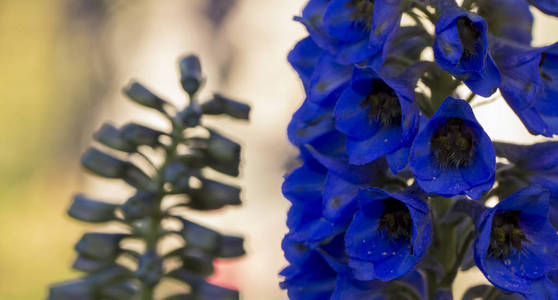 花坛上的珍珠花蓝色美丽的花朵