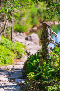 在波兰 Morskie Oko 湖附近的树桩, 徒步旅行小径