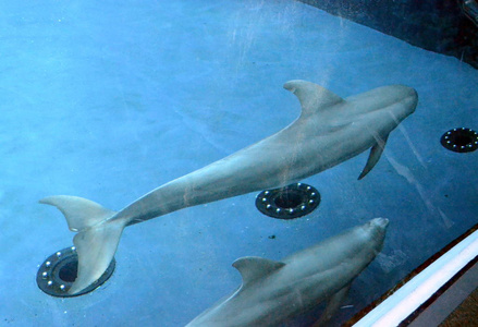 两只海豚在热那亚水族馆