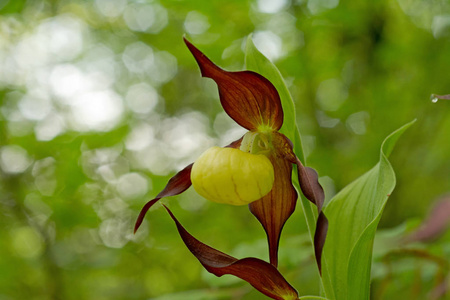 杓 calceolus 花在草甸, 特写