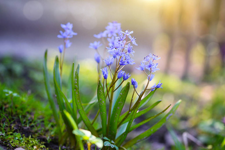 春天的花朵在森林里。Scilla Bifolia