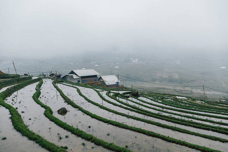 越南稻田美景图片