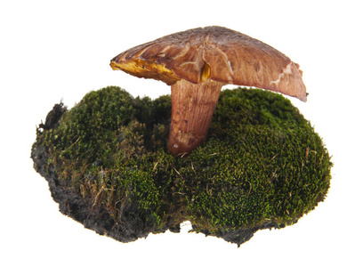 在白色背景下的苔藓中生长的蘑菇