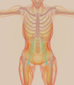 女性的腰大肌肌肉解剖模型