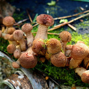 一群年轻的蜂蜜蘑菇生长在森林里的