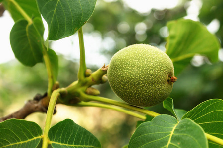 树枝叶核桃鲜绿色幼果照片