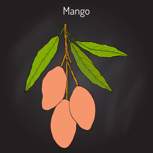 芒果芒果，热带植物