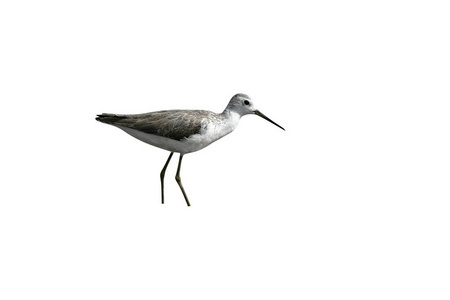 沼泽鹬 鹬 stagnatilis 在泥中，坦桑尼亚的一只鸟