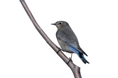 山蓝鸟，sialia currucoides，新墨西哥 美国冬季