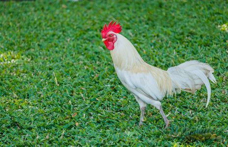 在绿色草地上多彩野生白公鸡照片