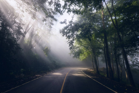 薄雾和光线穿过道路图片