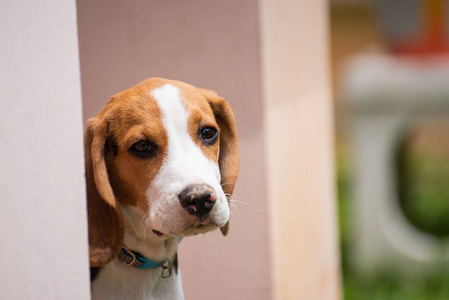 关闭头小猎犬, 动物宠物概念