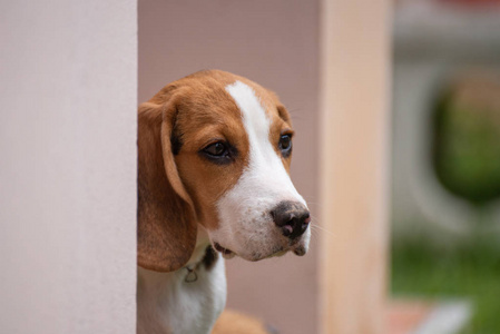 关闭头小猎犬, 动物宠物概念