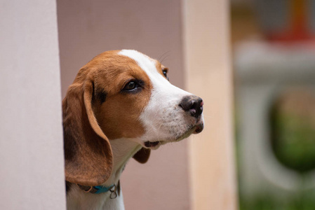 关闭头小猎犬, 动物宠物概念