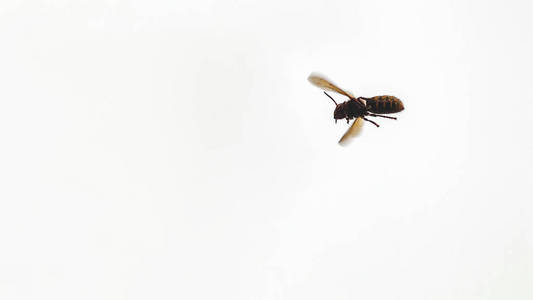 欧洲大黄蜂飞行大黄蜂 crabro