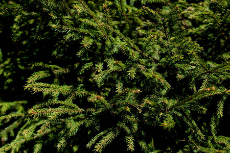 背景纹理毛茸茸的树树枝为圣诞贺卡。选择性聚焦