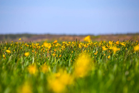 美丽的春天绿色草原与黄色郁金香花