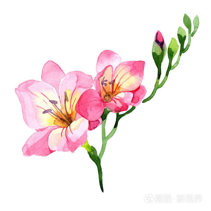 粉红色的小苍兰花卉植物花野生春叶野花分离背景质地包装图案框架或