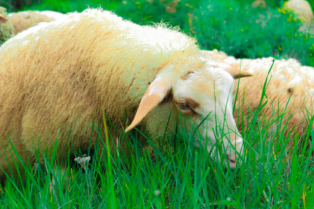 照片描绘了一只绵羊在一座山上宁静的草地上吃草。健康的食品养殖理念。绵羊面孔画像在草领域, 宏观看法, 特写