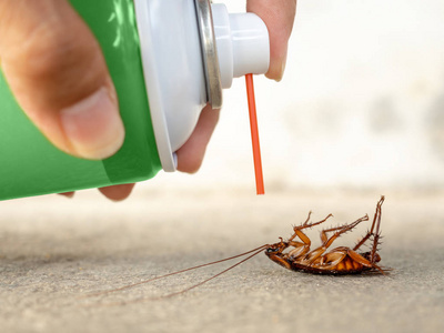 人类手喷洒虫剂的死蟑螂。虫害控制健康和卫生概念