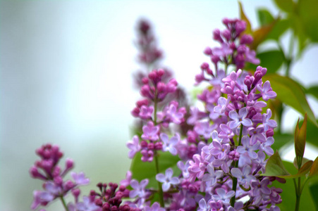 花园里的丁香花。春天的花朵