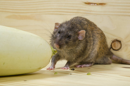 老鼠在木桌上吃蔬菜