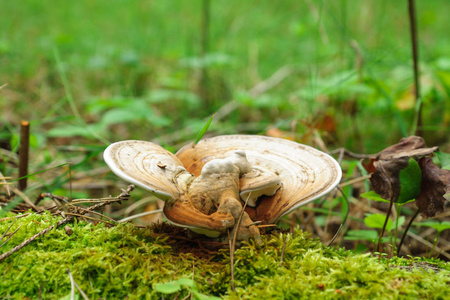药用蘑菇生长在秋天的树林