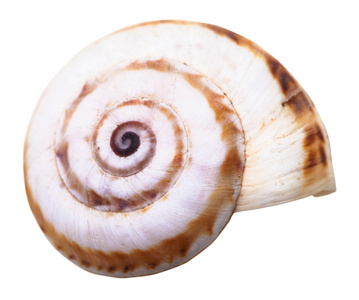 螺旋的孤立的小土地蜗牛的软体动物壳