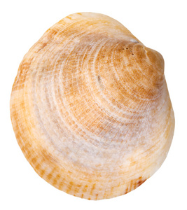 海金星蛤软体动物壳上白色孤立图片