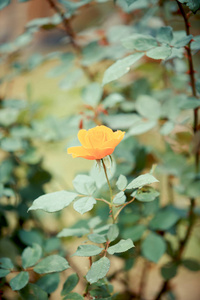 玫瑰花园里的花