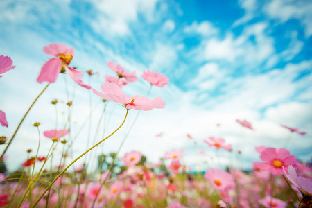 宇宙鲜花盛开的花园里