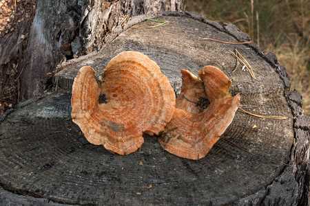 收获在秋季令人惊叹的食用蘑菇番红花牛奶帽称为橙色牛奶帽。天然木质蘑菇橙奶帽 假番红花奶帽 在木质阳光明媚的秋季的组成