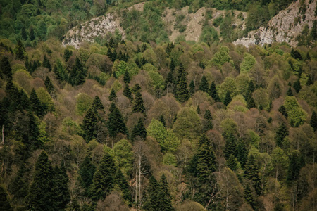 草地上的冷杉树在山上针叶林的意志下