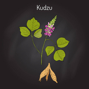 葛根植物图片 葛根植物素材 葛根植物插画 摄图新视界