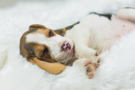 小猎犬睡在白床上