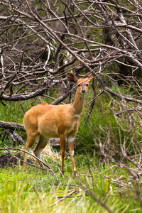 森林边缘的浅褐色羚羊羚羊。肯尼亚