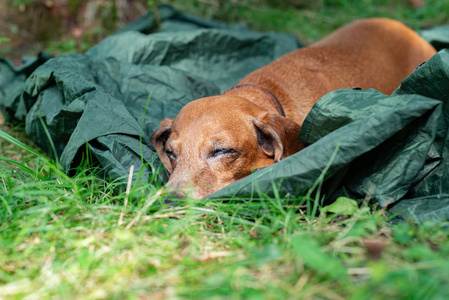 疲惫的小狗, 一只猎犬, 正在一个营地里甜蜜地睡去。