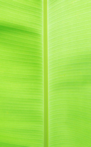 香蕉叶上的线条多种多样。有一个绿色的感觉刷新和放松的性质, 并使用它作为背景