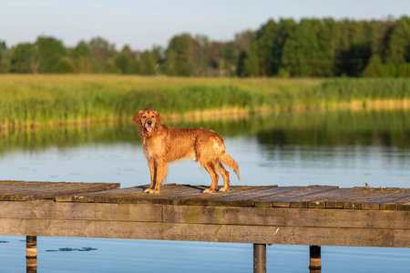 湿金色猎犬站在木桥上的水在日落光