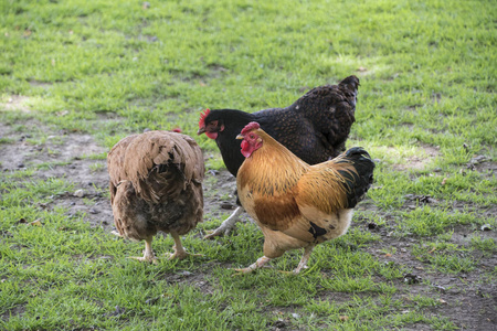 母鸡在一个自由的牧场。鸡在农场院子里散步