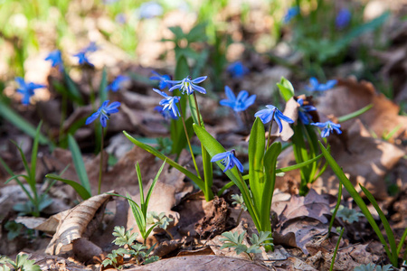 scilla siberica 被称为西伯利亚 squill 或木 squill 开花在春季森林的关闭视图。春时森林中的小蓝花开