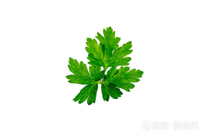 香菜叶子在孤立的白色背景照片-正版商用图片0pm72p-摄图新视界