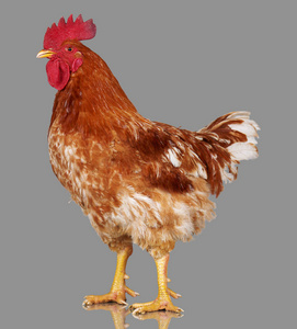 棕色灰色背景 活鸡 一个特写农场动物的公鸡